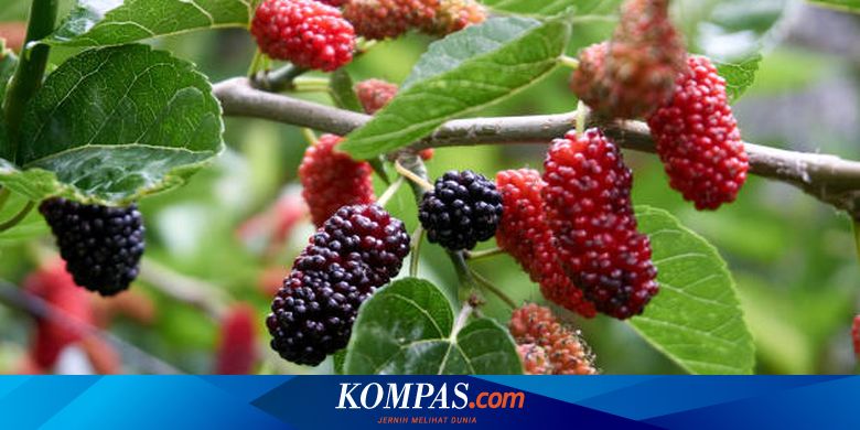 Berita Harian Manfaat-daun-murbei-bagi-jantung Terbaru Hari Ini ...