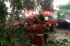 Hujan Deras Sebabkan Pohon Tumbang di Depok