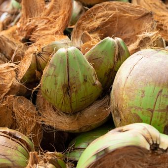 Ilustrasi sabut kelapa. Sabut kelapa dapat dimanfaatkan untuk membuat pupuk organik.