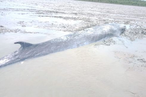 Viral Foto Ikan Paus Ukuran 7 Meter Terdampar di Perairan Ogan Komering Ilir