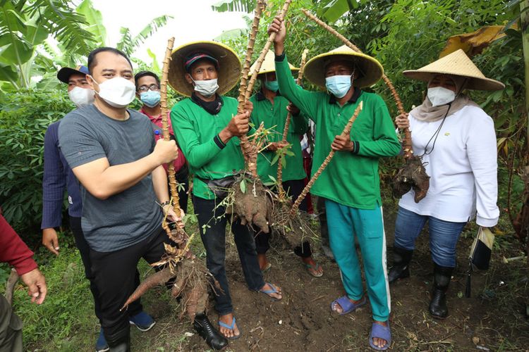 Wali Kota Surabaya Eri Cahyadi bersama kelompok tani saat panen singkong di pertanian perkotaan yang dikelola warga.