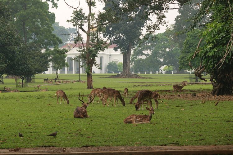 Sekelompok rusa di halaman Istana Bogor.