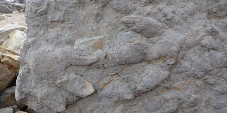 Dua jejak kaki dinosaurus Iguanodontia besar, lengkap dengan cakarnya.