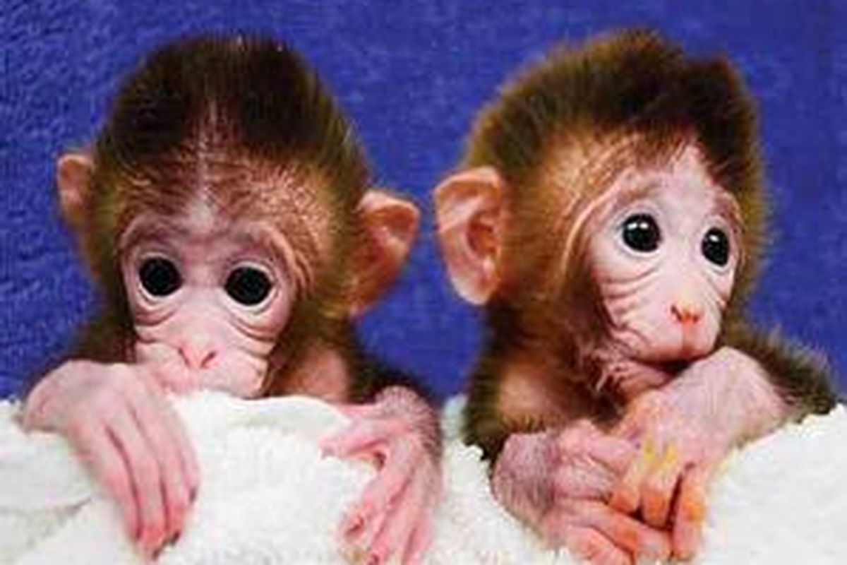Gambar dari the Oregon Health and Science University, Amerika Serikat, memperlihatkan Roku (kiri) dan Hex, monyet hasil modifikasi genetik, saat baru lahir. Kamis (5/1), para peneliti menyatakan, mereka menciptakan monyet hasil modifikasi genetik pertama di dunia dengan mencampurkan sel enam embrio berbeda. Hal ini merupakan kemajuan besar dalam riset kedokteran.
