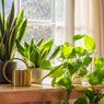 6 Tanaman Hias yang Tumbuh Subur di Jendela yang Menghadap ke Utara