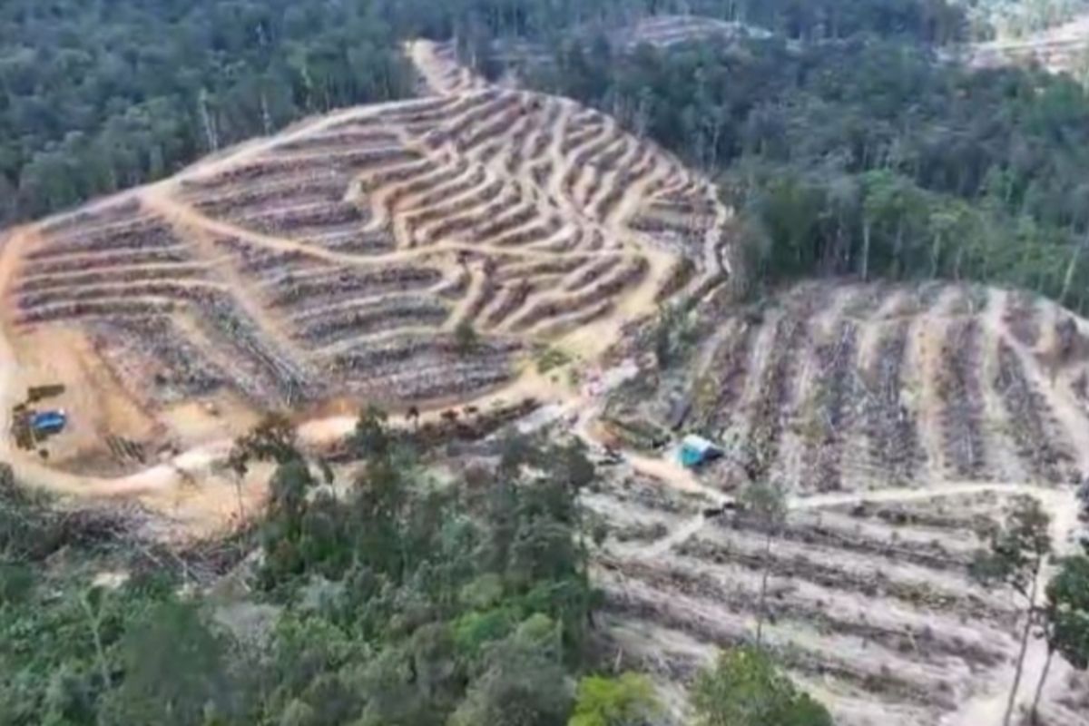 Hutan lindung yang hancur akibat dibabat dan ditanami sawit, di Desa Balung, Kecamatan XIII Koto Kampar, Kabupaten Kampar, Riau, Senin (9/6/2025).