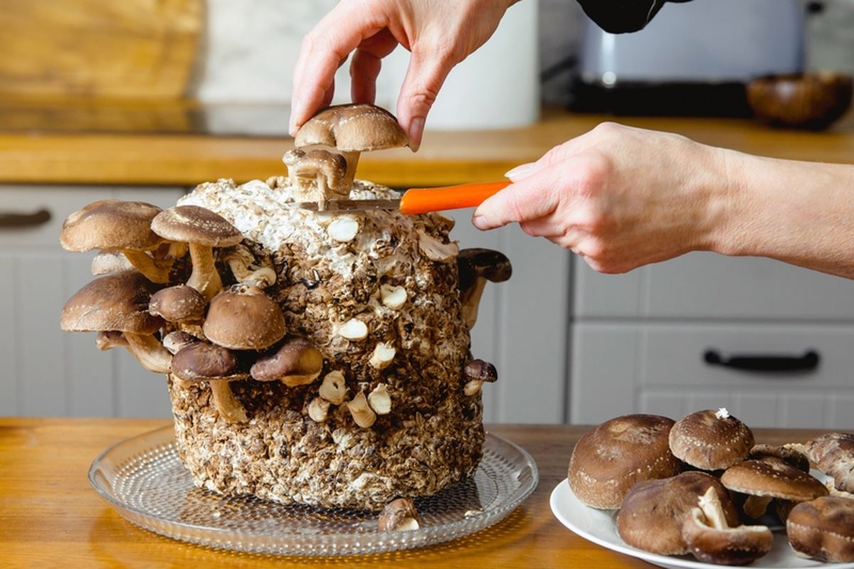 Ilustrasi panen jamur shiitake yang dibudidayakan di rumah. 