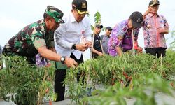 Pj Bupati Tangerang Panen Cabai di Kecamatan Kronjo