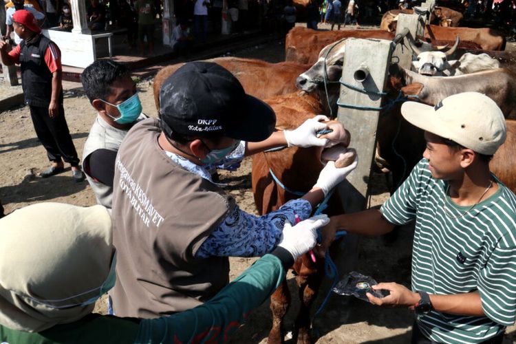 Satgas PMK Kota Blitar melakukan pemeriksaan kesehatan ternak sapi di Pasar Hewan Dimoro, Selasa (17/5/2022)