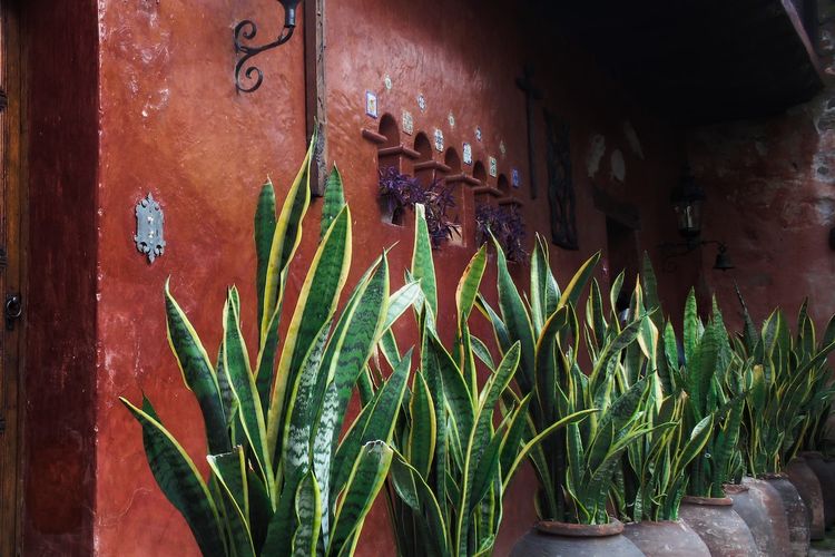 Ilustrasi tanaman lidah mertua di teras rumah. 