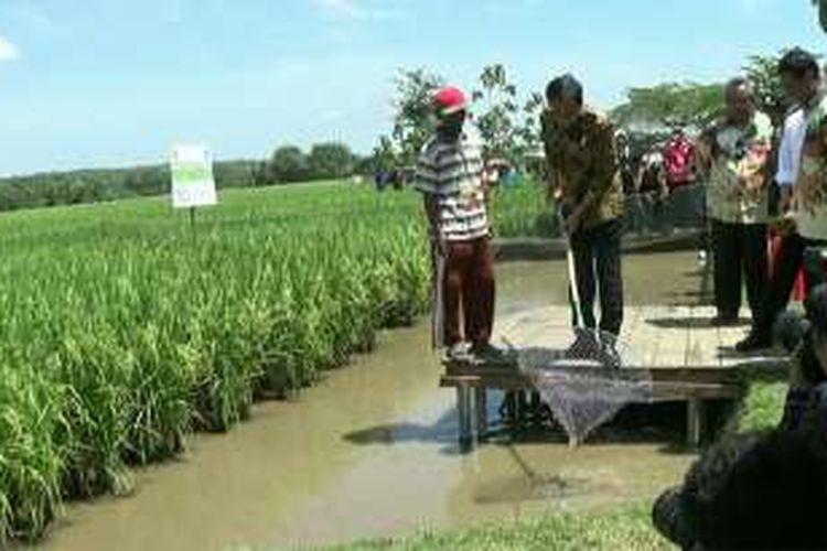 Presiden Joko WIdodo menyaksikan eksperimen sawan minapadi di Boyolali, Sabtu (29/10/2016).