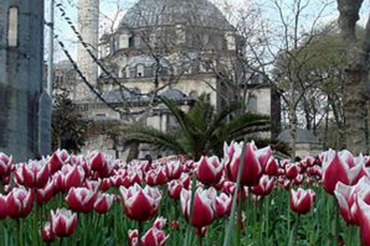 Tulip di Masjid Eyup Istanbul
