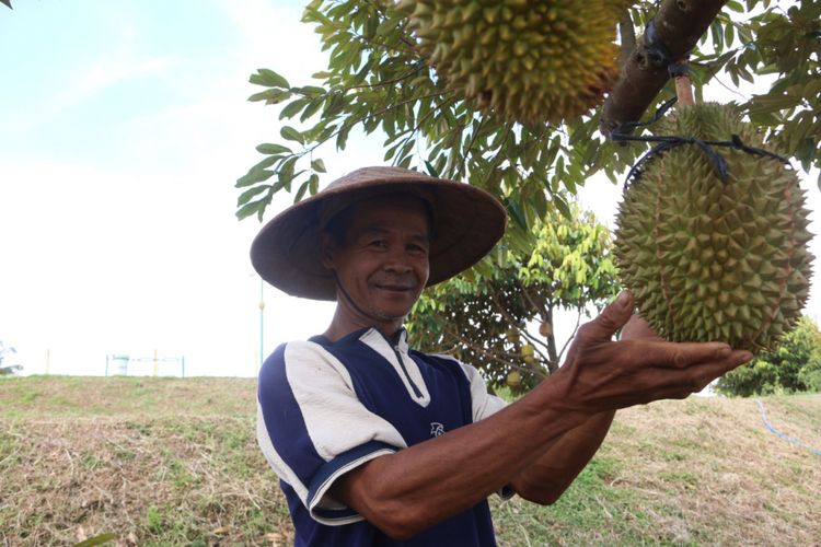 Petani di kebun durian dari Desa Banjaroya.