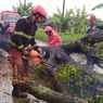 Diguyur Hujan Deras dan Angin Kencang Sejak Siang, 3 Pohon di Kabupaten Bandung Tumbang