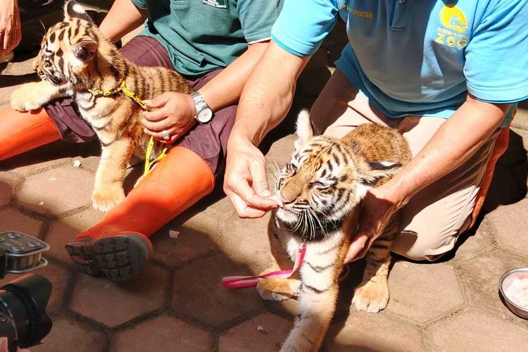 Menengok Lucunya Dua Bayi Harimau Benggala Bandung Zoo Saat Berjemur, Hangatkan Hening Penutupan