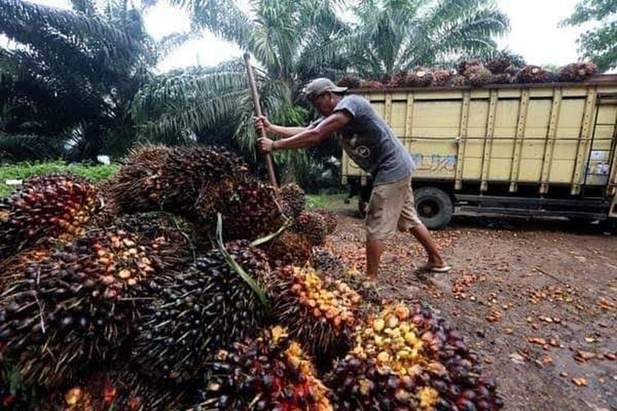 Seorang petani sawit di perkebunan kelapa sawit Sebuku kabupaten Nunukan Kaltara sedang memindahkan hasil panennya ke truck untuk dijual ke perusahaan 