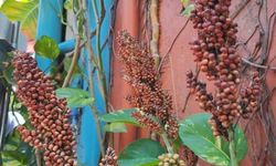 Bioetanol dari Sorgum Disebut Lebih Unggul dari Tebu dan Singkong, tapi..