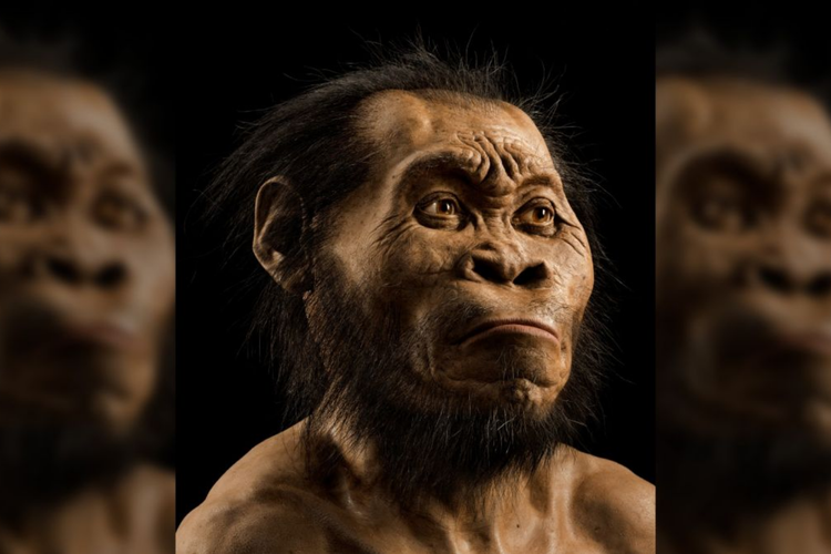 Ilustrasi Homo naledi 