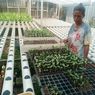 Pemulung di Jaktim Jadi Mentor Hidroponik, Ajari Warga Binaan Bertani Melon