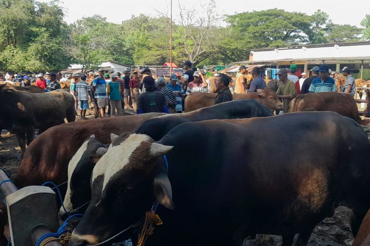 Harga Hewan Kurban di Ngawi Naik Jelang Idul Adha, Kambing Jadi Rp 3 Juta dan Sapi Rp 20 Juta