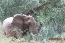 Peluru Bersarang 6 Pekan di Kepala Gajah Ini Usai Ditembak Pemburu Gelap 