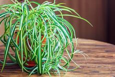 4 Tips Merawat Spider Plant Agar Tumbuh Subur