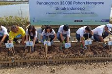 Sampah Plastik Jadi Ancaman Ekosistem Mangrove di Tahura Ngurah Rai Bali