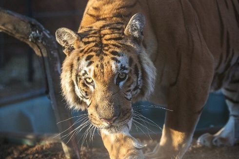 7 Fakta Harimau Benggala, Harimau dengan Taring Terpanjang