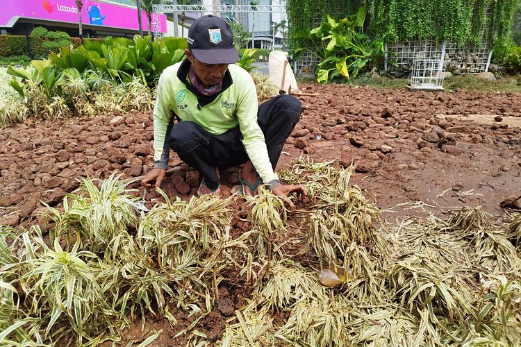 Seorang PJLP bernama Tarso (47) membersihkan area tanaman yang rusak di kawasan Bundaran HI, Jakarta Pusat, Senin (1/1/2024).