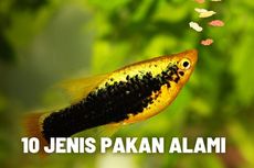 10 Jenis Pakan Alami pada Budidaya Ikan Konsumsi