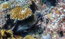 16 Sistem Penambatan Bakal Dipasang untuk Jaga Terumbu Karang Raja Ampat