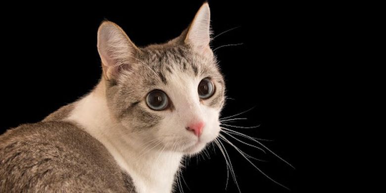 10 Jenis Kucing Peliharaan yang Paling Menggemaskan dan Mudah Untuk Dirawat - Kompas.com