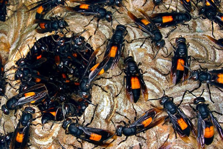 Ilustrasi tawon vespa.