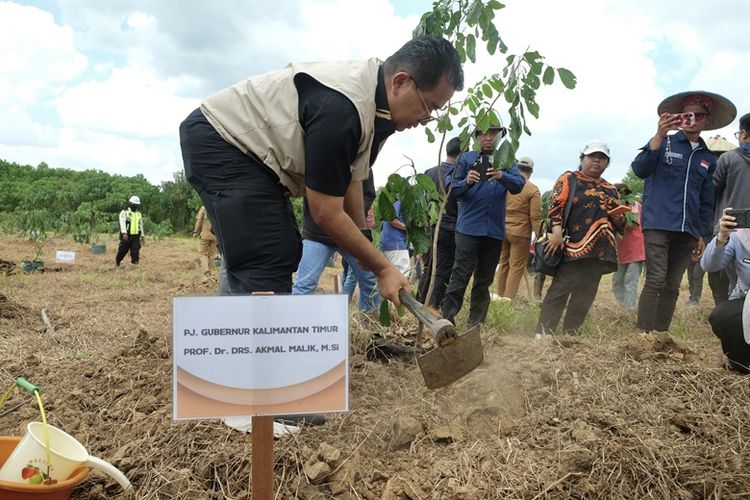 Penjabat (Pj) Gubernur Kaltim Akmal Malik saat melakukan aktivitas penanaman kelengkeng.