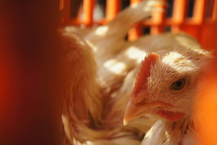 Harga Ayam Hidup Anjlok, Kelebihan Pasokan Jadi Biangkerok