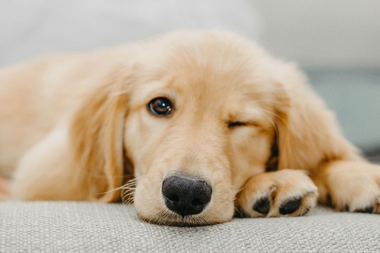 7 Tanda Anjing Peliharaan Anda sedang Stres atau Cemas