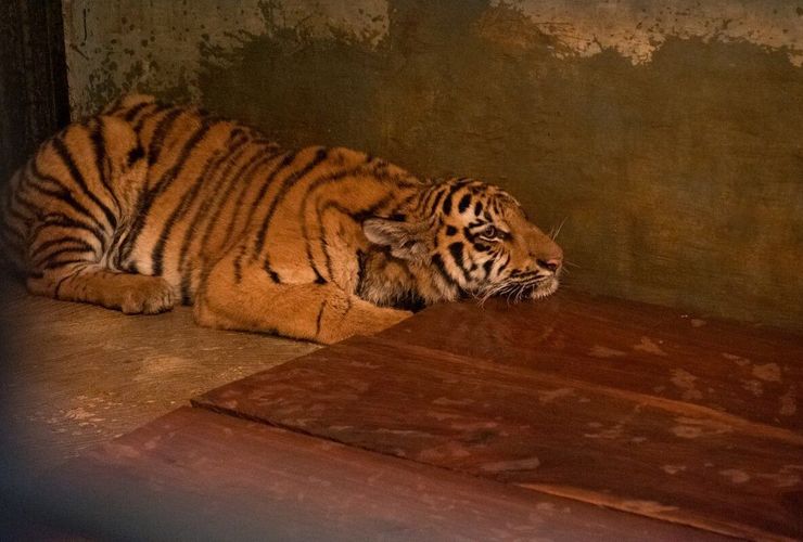 Dua Anak Harimau Bandung Zoo Mati, Pemkot Evaluasi Pengelolaan Satwa dan Perbaiki Biosecurity