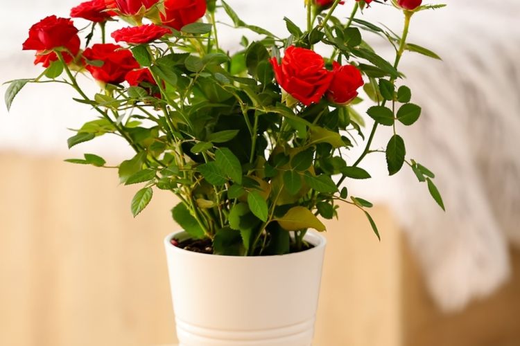 Ilustrasi bunga mawar di dalam pot.