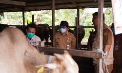 Bupati HST Pimpin Pengawasan Hewan Kurban, dari Penjualan sampai Penyembelihan 