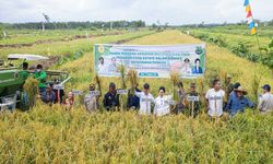 Program Ekstensifikasi Food Estate Kementan Sulap Lahan Tidur 15 Tahun Sukses Panen 