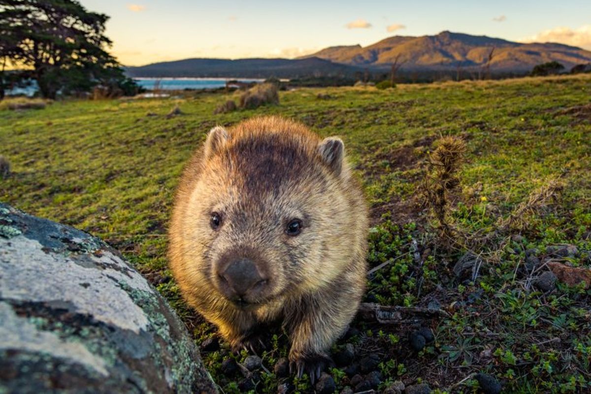 Wombat di Australia memiliki feses berbentuk kubus. 