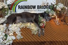 Cara Cek Saldo JHT, Bisakah Dicairkan Lebih Awal?