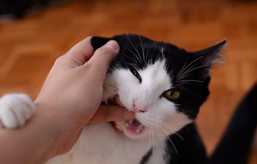 Mencari bantuan medis sangat disarankan daripada bertanya-tanya digigit kucing apakah berbahaya atau tidak.