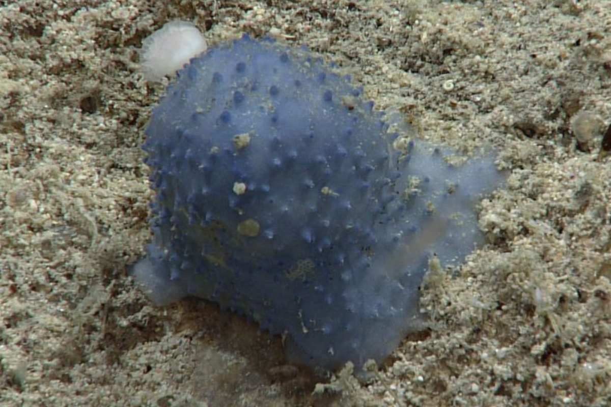 Tampilan jarak dekat makhluk biru misterius blue goo yang ditemukan oleh para peneliti dalam sebiuah ekspedisi di dasar Laut Karibia. Makhluk laut misterius ini ditemukan tidak bergerak dengan menggunakan perangkat ROV di kapal ekspedisi NOAA, di dekat Saint Croix di Karibia.