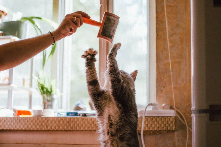 Tips Mudah untuk Membuat Kucing Lebih Aktif Bergerak By Ryan Sara Pratiwi