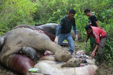 Seekor Gajah Berusia 20 Tahun Mati Diracun