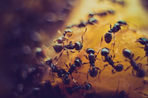 14 Cara Mengusir Semut Hitam di Rumah