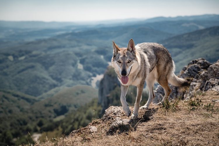 Ilustrasi anjing Wolfdog.