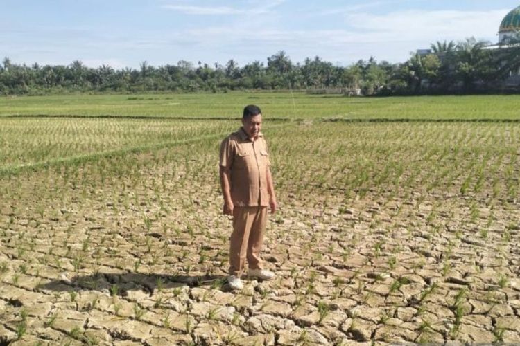 600 Hektare Sawah di Aceh Kekeringan, Petani Terancam Gagal Panen hingga Masa Tanam Tertunda