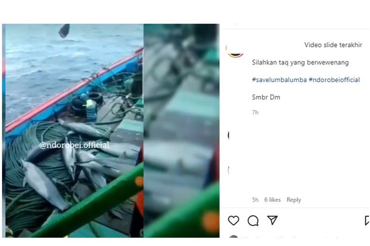 Viral video penangkapan lumba-lumba di Pacitan